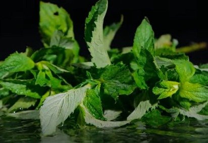 A hortelã tem ótimo potencial inseticida, especialmente quando combinada a outras espécies com função semelhante -  (crédito: Youtube/MundoBoaForma)
