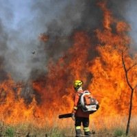 Incêndio de grandes proporções atinge área de mata em São Sebastião -  (crédito: Minervino Júnior/CB/D.A Press)