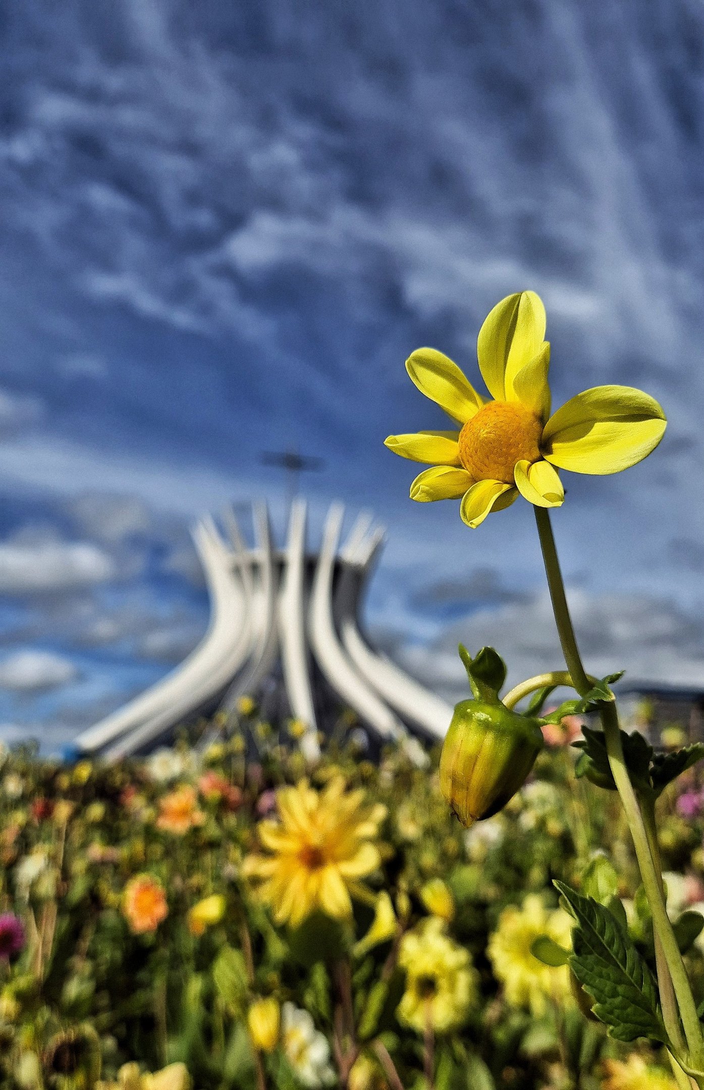   Dia internacional da fotografia- Canteiro de flores na frente da Catedral Metropolitana de Brasília