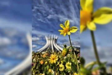Canteiro de flores em frente à Catedral Metropolitana de Brasília: detalhe de um olhar atento ao belo - (crédito: Minervino Júnior/CB/D.A.Press) Canteiro de flores em frente à Catedral Metropolitana de Brasília: detalhe de um olhar atento ao belo - (crédito: Minervino Júnior/CB/D.A.Press)