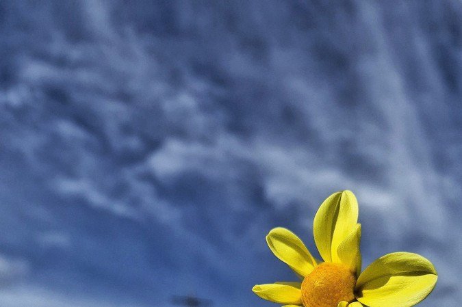 Canteiro de flores em frente à Catedral Metropolitana de Brasília: detalhe de um olhar atento ao belo
