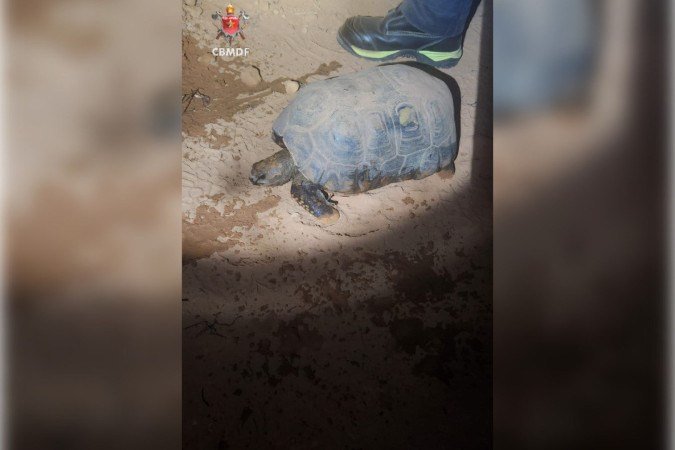 Jabuti sendo resgatado de incêndio pelos bombeiros -  (crédito: Reprodução CBMDF)
