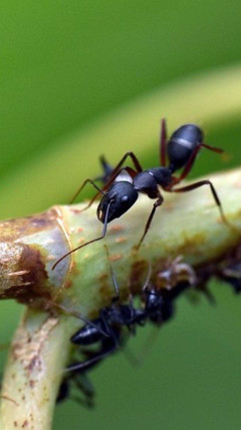 Ter formigas na cozinha não significa necessariamente falta de limpeza. Entenda o que realmente atrai esses insetos e como elas mapeiam sua casa -  (crédito: Pixabay)