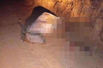 Cavalo morre após ter patas cortadas -  (crédito: Reprodução/Redes sociais)