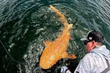 O animal, adulto de cerca de dois metros capturado durante um passeio de pesca esportiva no Parque Nacional Tortuguero - (crédito: Reprodução/Artigo) O animal, adulto de cerca de dois metros capturado durante um passeio de pesca esportiva no Parque Nacional Tortuguero - (crédito: Reprodução/Artigo)