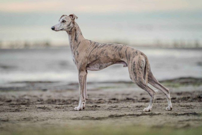 Os cachorros da raça whippet conquistaram os lares com seu comportamento fiel, equilibrado e extremamente afetuoso (Imagem: Anton Pentegov | Shutterstock) - (crédito: EdiCase) Os cachorros da raça whippet conquistaram os lares com seu comportamento fiel, equilibrado e extremamente afetuoso (Imagem: Anton Pentegov | Shutterstock) - (crédito: EdiCase)
