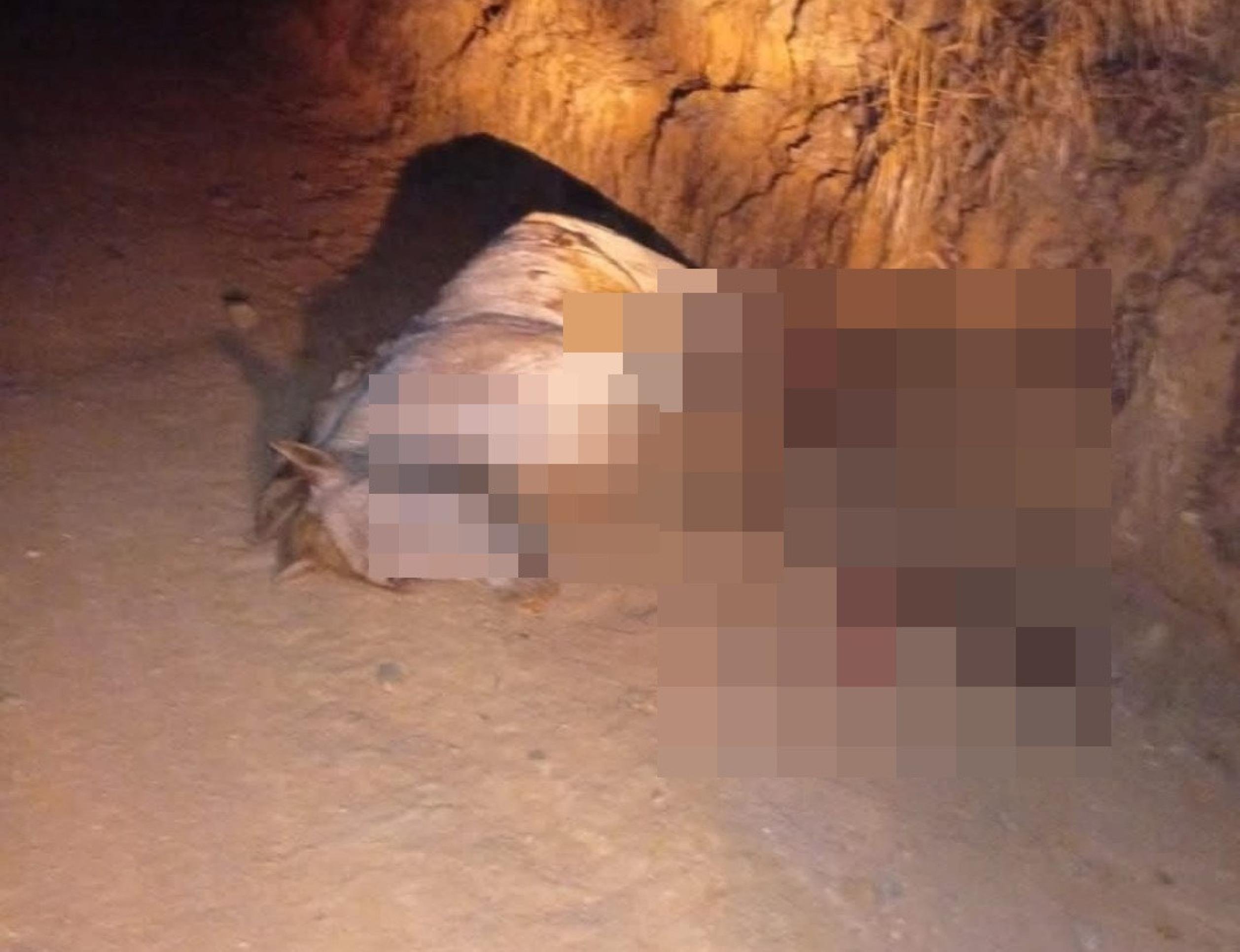 Laudo aponta que cavalo estava vivo quando teve as patas cortadas no interior de SP