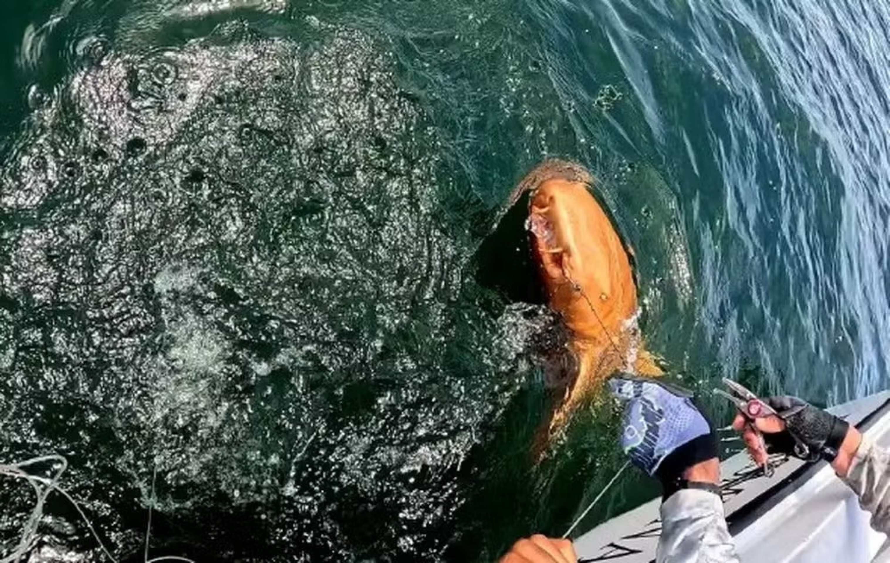 Tubarão alaranjado é registrado pela primeira vez no mar do Caribe
