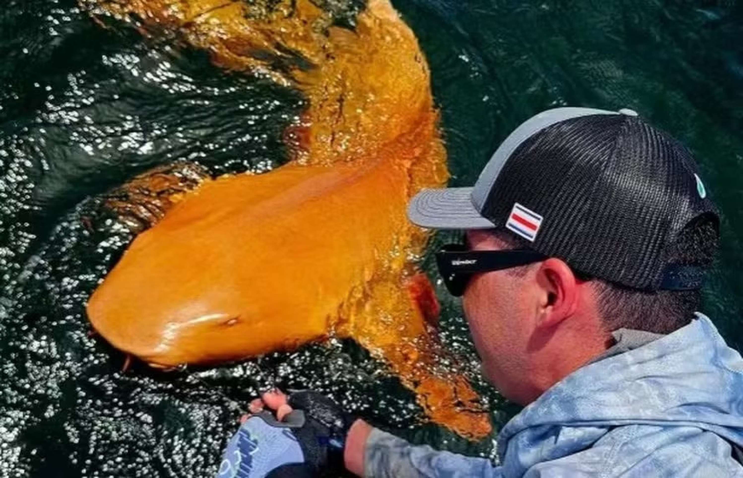 Tubarão alaranjado é registrado pela primeira vez no mar do Caribe