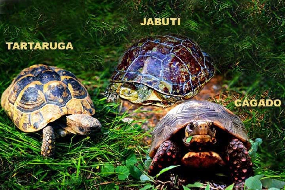 Sabe distinguir? Entenda as diferenças entre tartarugas, jabutis e cágados
