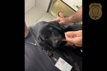Cadela resgatada no aeroporto em Florianópolis -  (crédito: Divulgação: Polícia Civil do Distrito Federal)