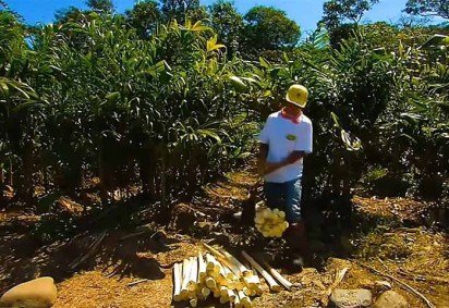 Originário da América do Sul, o Brasil se destaca por ser um de seus principais produtores de palmito, de acordo com a Embrapa (Empresa Brasileira de Pesquisa Agropecuária).  -  (crédito:  Reprodução de Youtube Canal CGS Share)