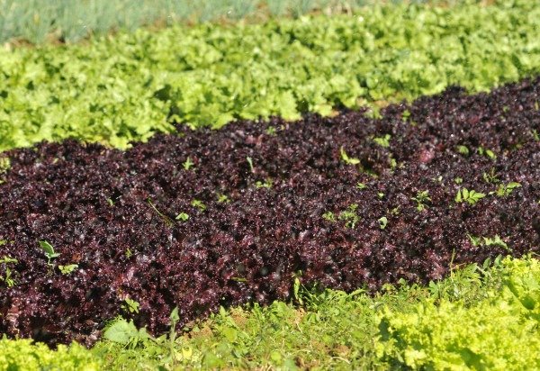 Minervino Júnior/CB/D.A.Press