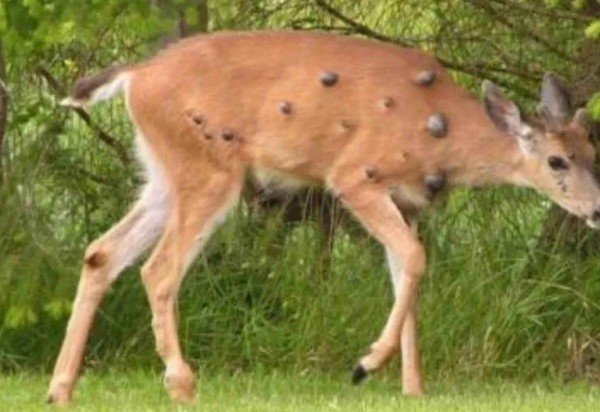 Matt Harbin/Washington Department of Fish & Wildlife