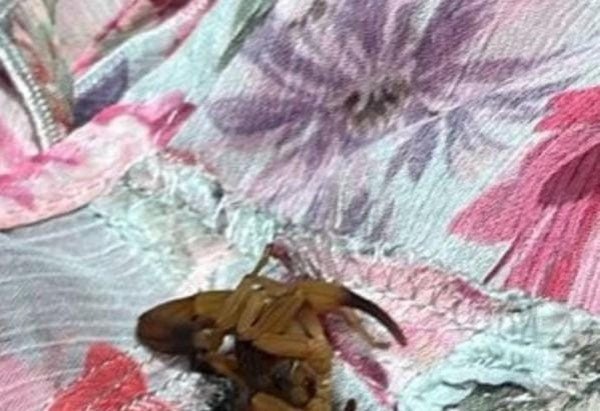 Material cedido ao Correio