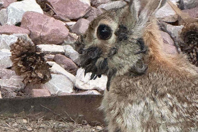 Papilomavírus de coelho