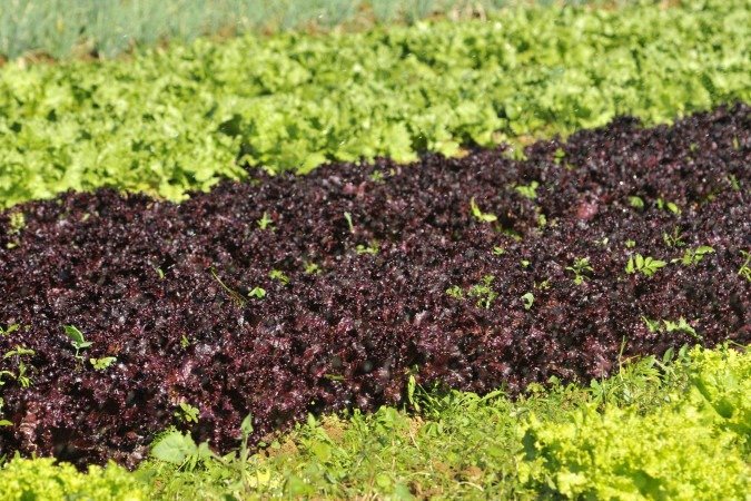 Dados da Conabinformam que os gastos com sementes, agrotóxicos e fertilizantes consumiram 30% do valor bruto da produção em 2013 e que, em 2023, esse percentual subiu para 44% - (crédito: Minervino Júnior/CB/D.A.Press) Dados da Conabinformam que os gastos com sementes, agrotóxicos e fertilizantes consumiram 30% do valor bruto da produção em 2013 e que, em 2023, esse percentual subiu para 44% - (crédito: Minervino Júnior/CB/D.A.Press)