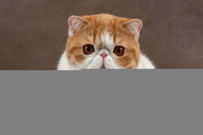 Apesar de o focinho curto ser considerado atraente, ele pode causar problemas respiratórios nos gatos (Imagem: Akifyeva S | Shutterstock) - (crédito: EdiCase) Apesar de o focinho curto ser considerado atraente, ele pode causar problemas respiratórios nos gatos (Imagem: Akifyeva S | Shutterstock) - (crédito: EdiCase)