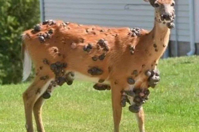 Doença conhecida como verruga de veado