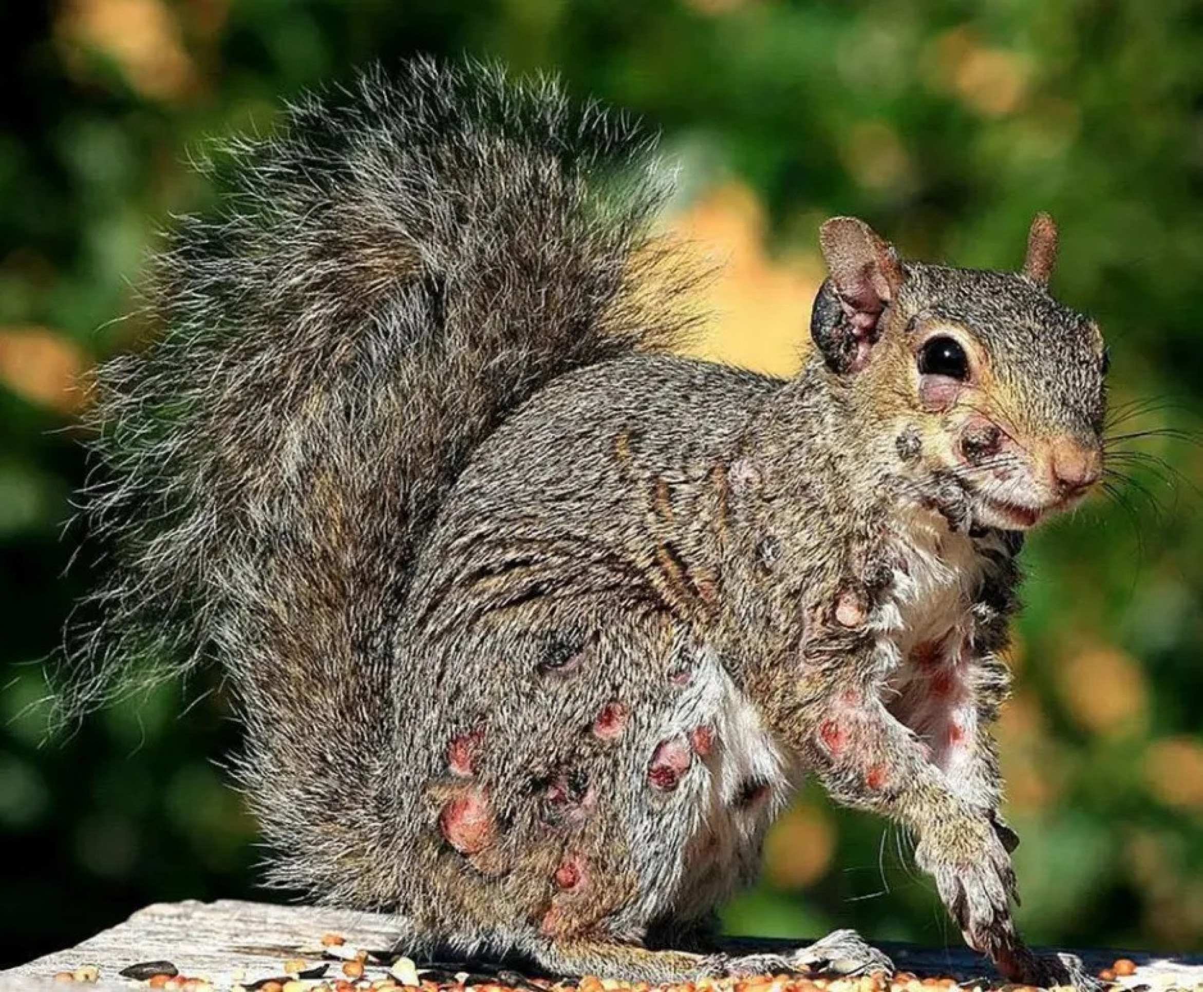 esquilo com doença na pele