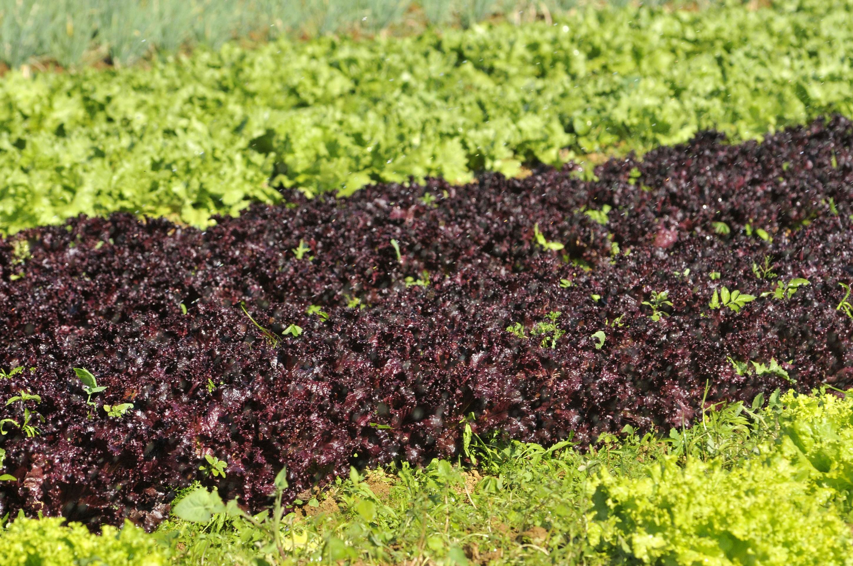  As ameaças ao posto do Brasil como líder no mercado de soja