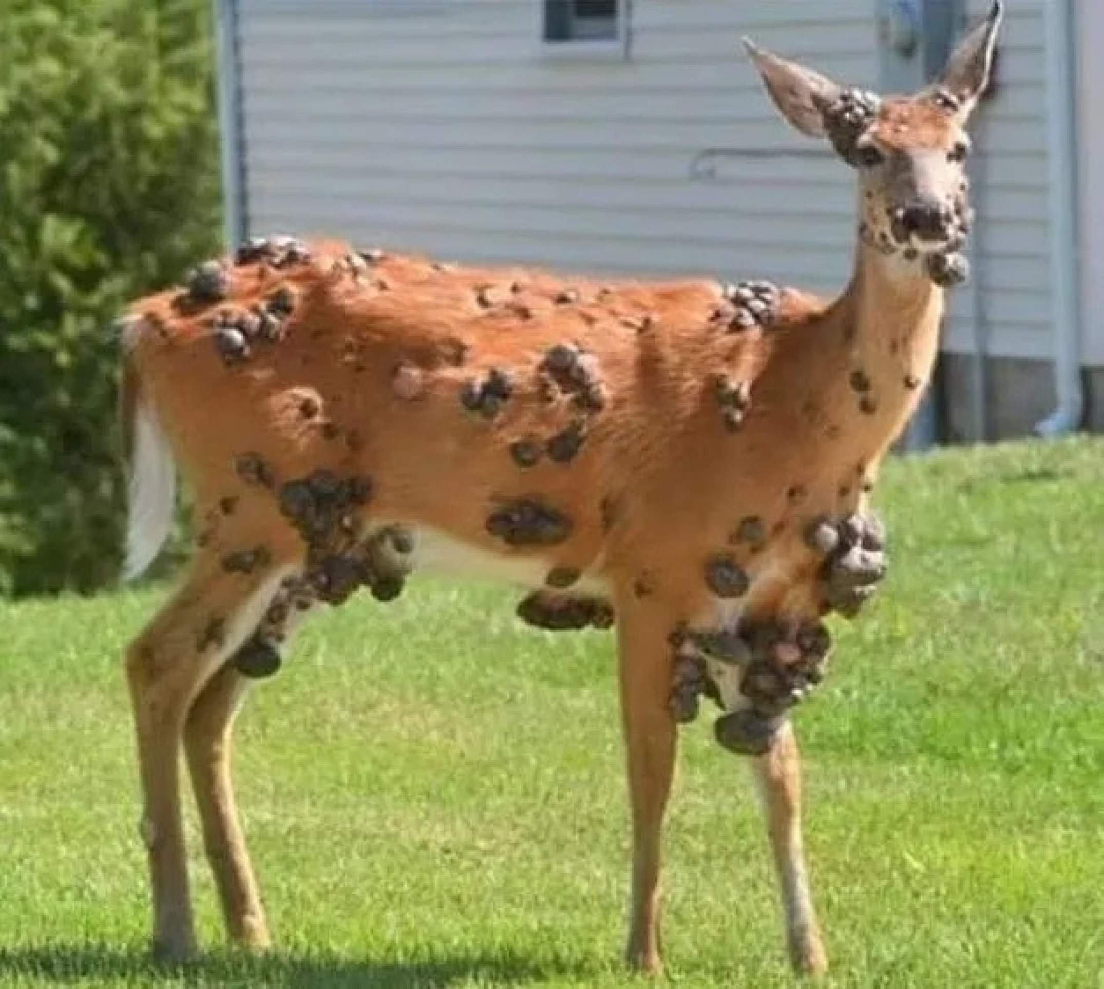 Doença conhecida como verruga de veado