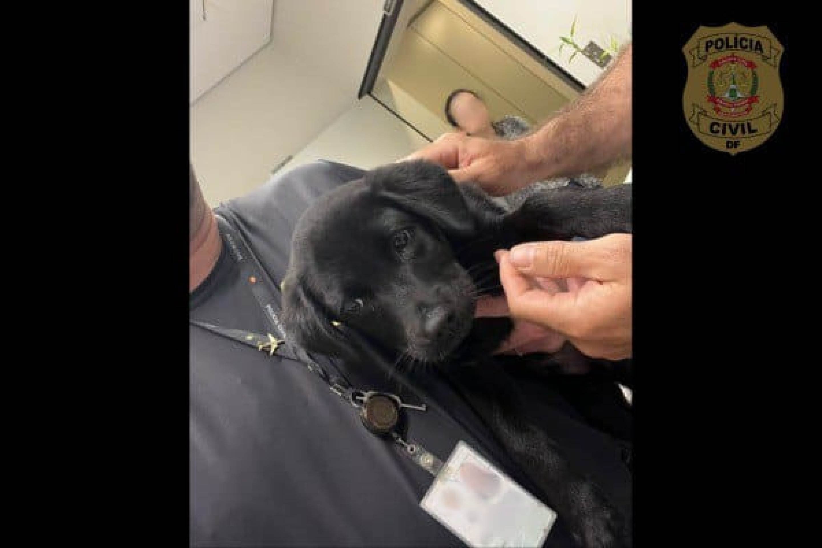 Homem é preso em aeroporto de Brasília por abandono de animal