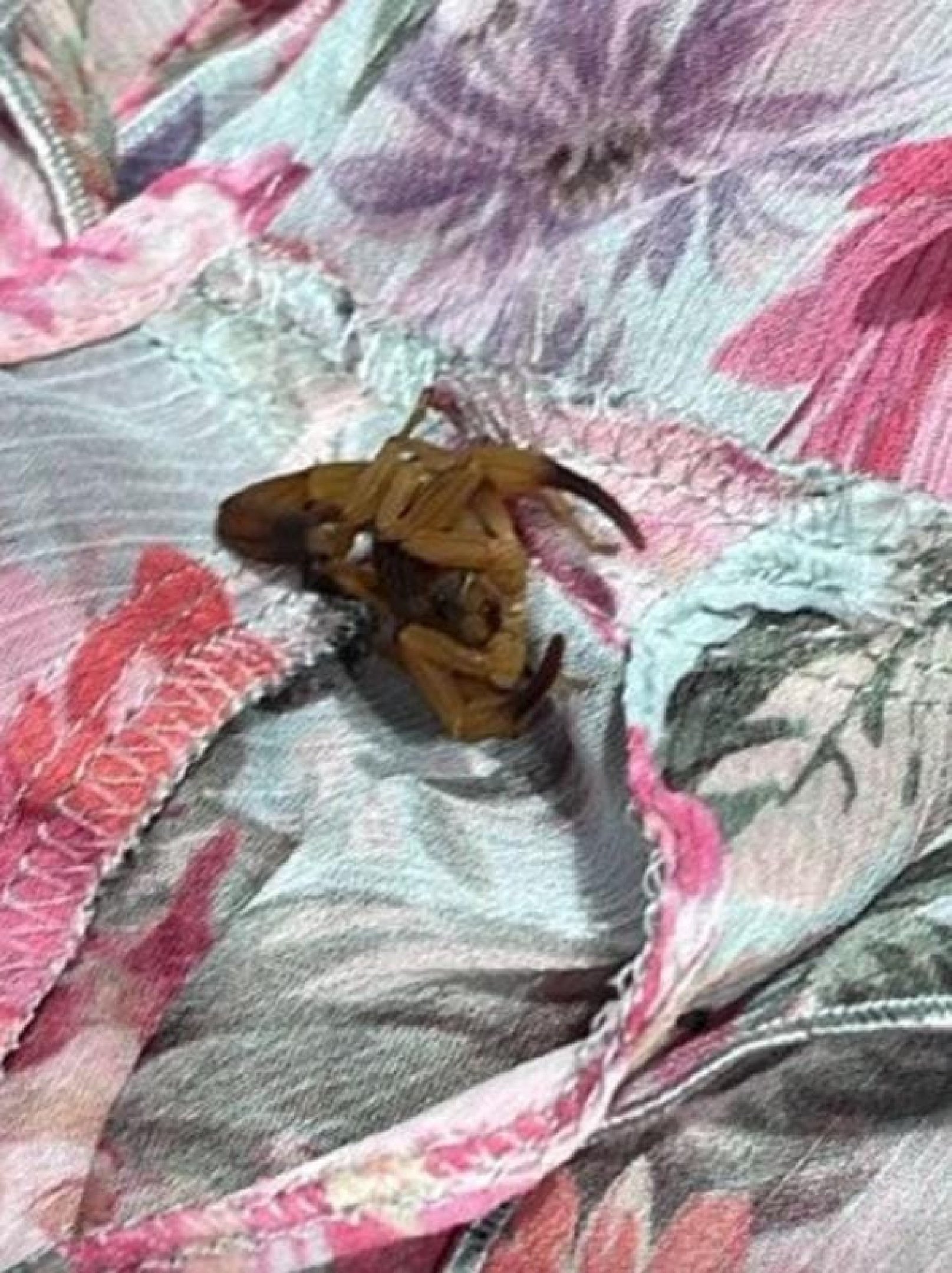 Jovem é picada por escorpião em provador de loja no ParkShopping