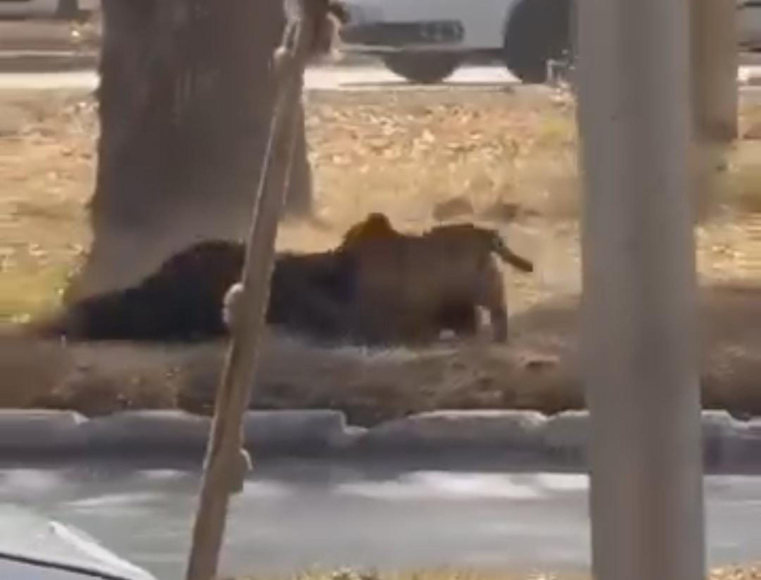 Vídeo: mulher é atacada por cães na rua em Ceilândia Norte