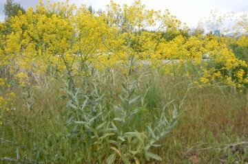  Pastel de tintureiro (Isatis tinctoria), é uma planta que era frequentemente usada para a produção do corante azul
     -  (crédito: Wikimedia Commons)