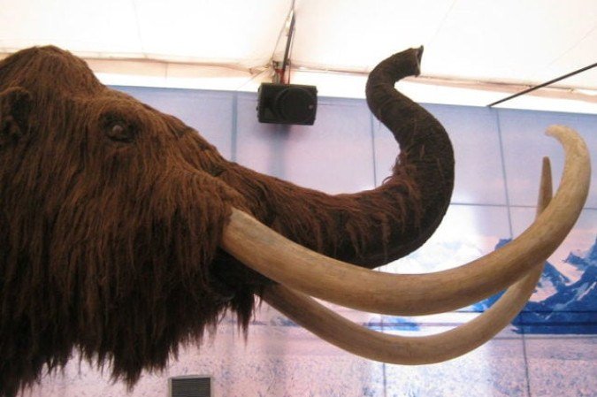 Mamute europeu tinha pelo mais espesso para suportar o frio - (crédito: wikimedia commons Juan Velasco) Mamute europeu tinha pelo mais espesso para suportar o frio - (crédito: wikimedia commons Juan Velasco)