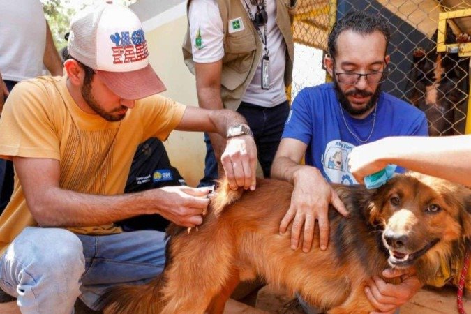 Para vacinar o animal, é necessário que o tutor seja maior de idade e apresente documento de identidade -  (crédito: Jhonatan Cantarelle/Agência Saúde DF)