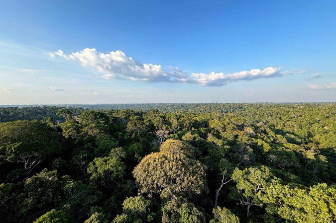 Segundo o decreto, a redução da reserva legal impacta apenas terras inseridas na Amazônia Legal que já estão desmatadas acima do limite permitido para que os produtores possam regularizar as propriedades -  (crédito:  Tânia Rêgo/Agência Brasil)