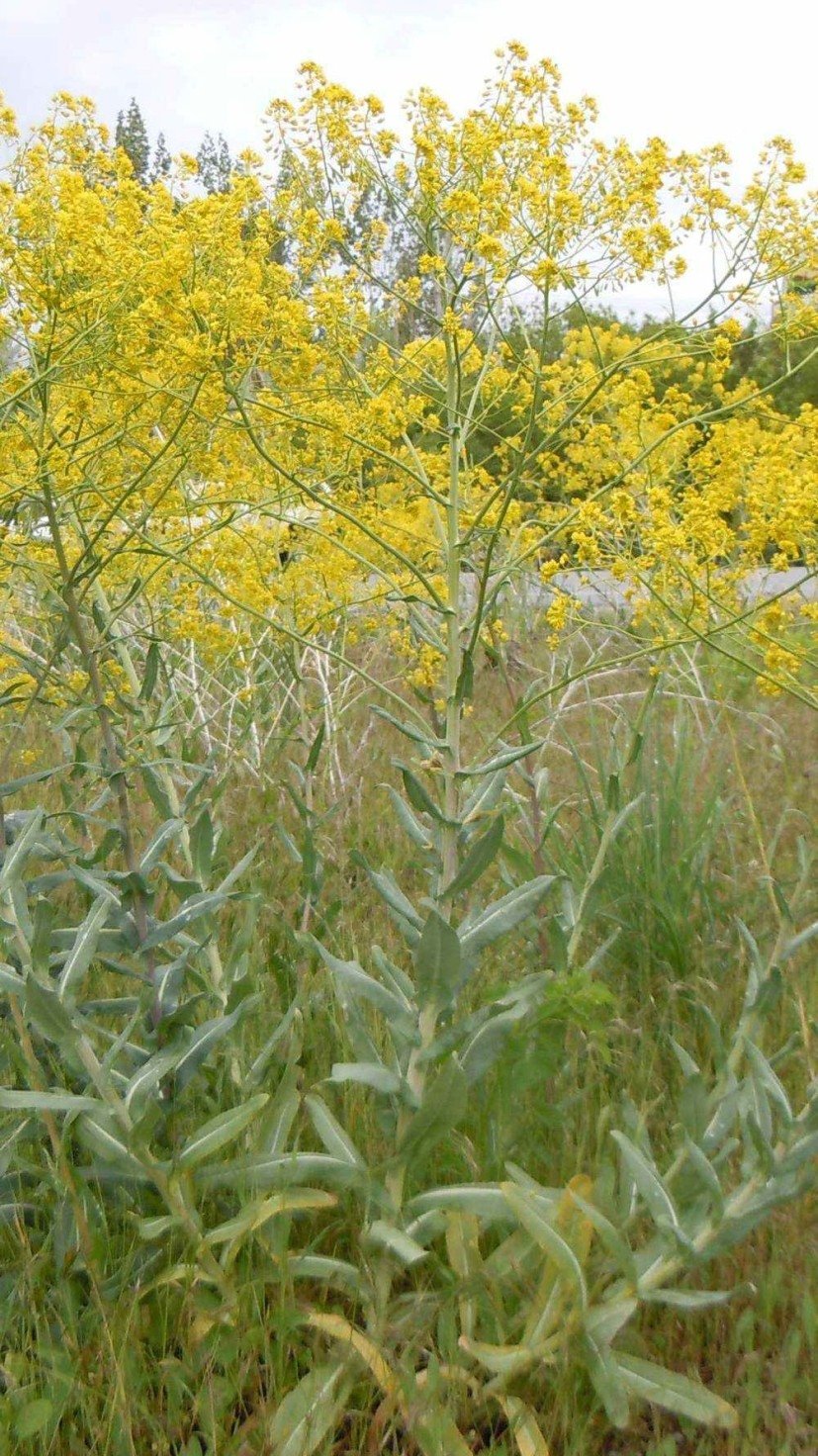  Pastel de tintureiro (Isatis tinctoria), é uma planta que era frequentemente usada para a produção do corante azul
     -  (crédito: Wikimedia Commons)