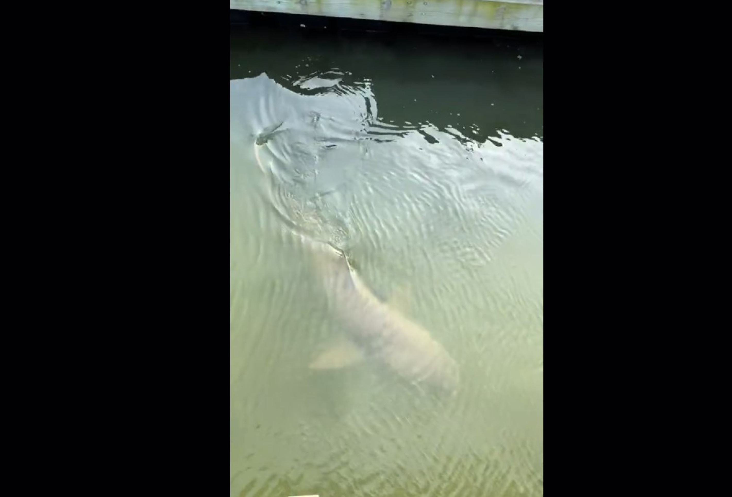 Jacaré e tubarões nadam juntos na foz de rio nos EUA
