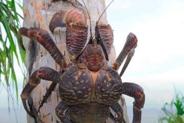 Caranguejo gigante causa espanto ao ressurgir depois de 15 séculos