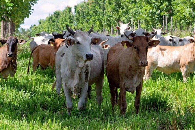 Os zebus são caracterizados pela sua corcunda - (crédito: Getty Images) Os zebus são caracterizados pela sua corcunda - (crédito: Getty Images)