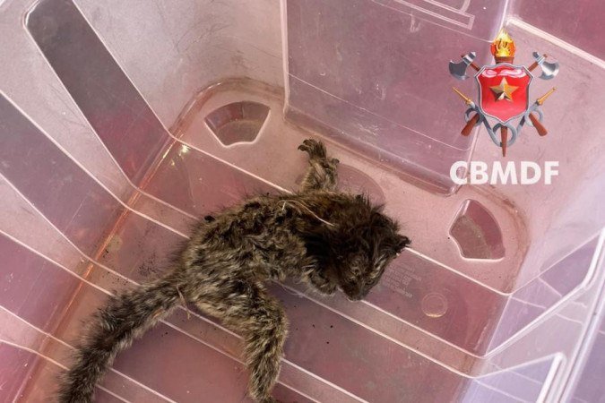 O pequeno mico foi resgatado com várias queimaduras - (crédito: Divulgação: CBMDF) O pequeno mico foi resgatado com várias queimaduras - (crédito: Divulgação: CBMDF)
