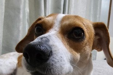 Theo está há mais de 90 dias sem crise epilética desde que começou a usar a cannabis -  (crédito: Arquivo pessoal)