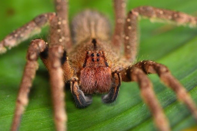 Os animais invertebrados podem ser encontrados em praticamente todos os ecossistemas (Imagem: Tobias Hauke | Shutterstock) - (crédito: EdiCase) Os animais invertebrados podem ser encontrados em praticamente todos os ecossistemas (Imagem: Tobias Hauke | Shutterstock) - (crédito: EdiCase)