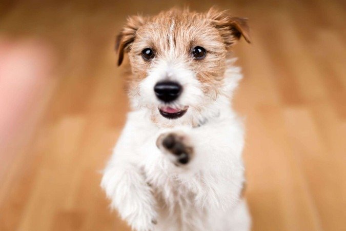 O cachorro “fiapo de manga” é reconhecido pelos pelos arrepiados que viraram marca registrada (Imagem: Reddogs | Shutterstock) - (crédito: EdiCase) O cachorro “fiapo de manga” é reconhecido pelos pelos arrepiados que viraram marca registrada (Imagem: Reddogs | Shutterstock) - (crédito: EdiCase)