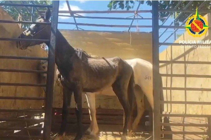 PMDF recupera cavalos furtados e prende suspeitos na Ponte Alta Sul - (crédito: PMDF/Divulgação) PMDF recupera cavalos furtados e prende suspeitos na Ponte Alta Sul - (crédito: PMDF/Divulgação)
