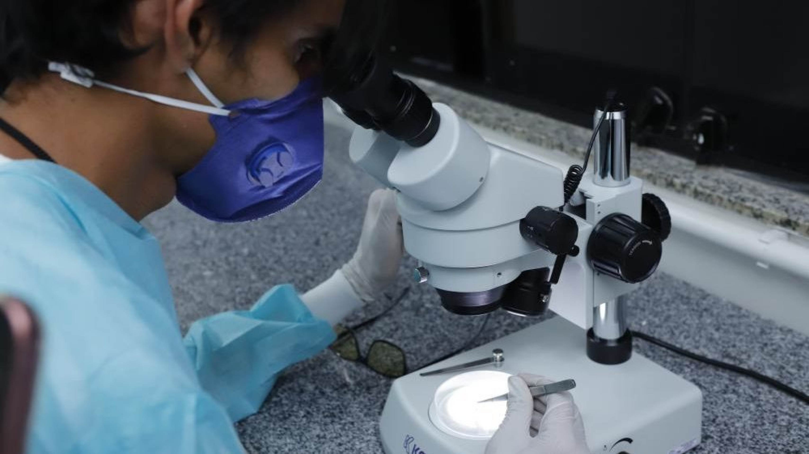 Produção de mosquitos Wolbachia auxiliam DF no combate à dengue 