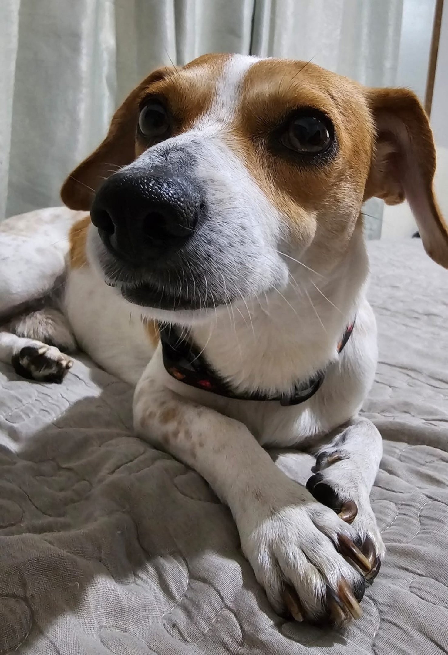 Como a cannabis pode influenciar nos cuidados dos pets