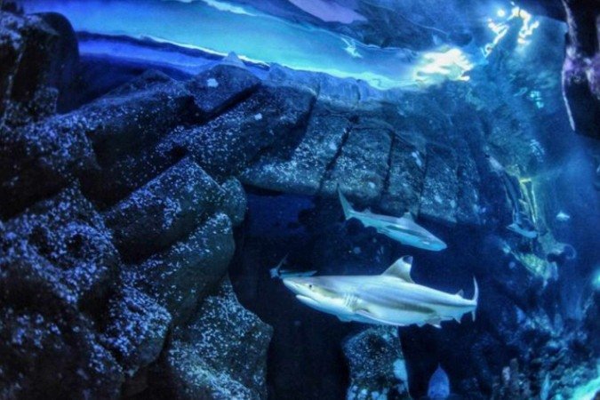  experimento mostra que danos microscópicos podem ser suficientes para representar um problema sério para os animais que dependem dos dentes para sobreviver -  (crédito: Max Baum HHU)