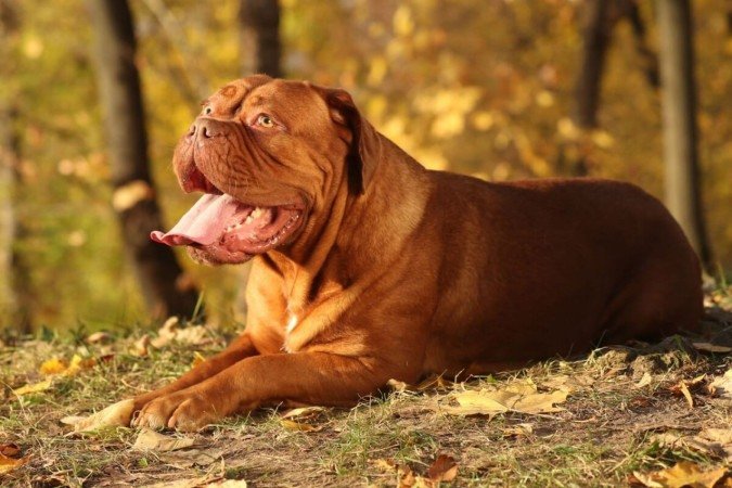 O dogue de bordeaux tem uma história marcada por coragem, lealdade e resistência (Imagem: Liliya Kulianionak | Shutterstock) -  (crédito: EdiCase)