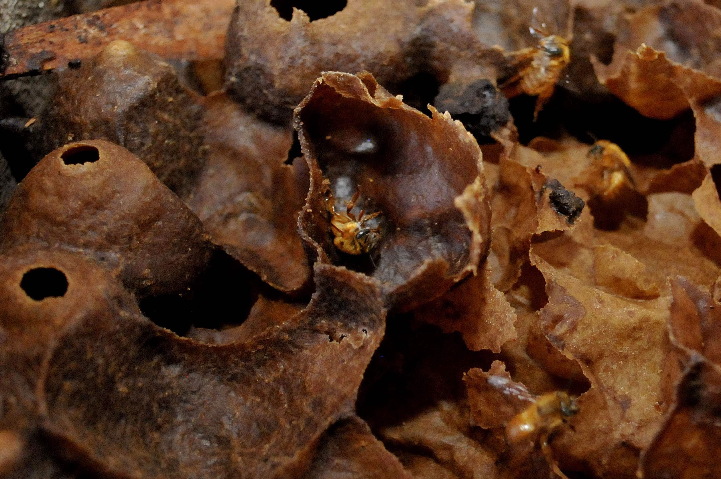 Uruaçu-Amarela em colmeia     