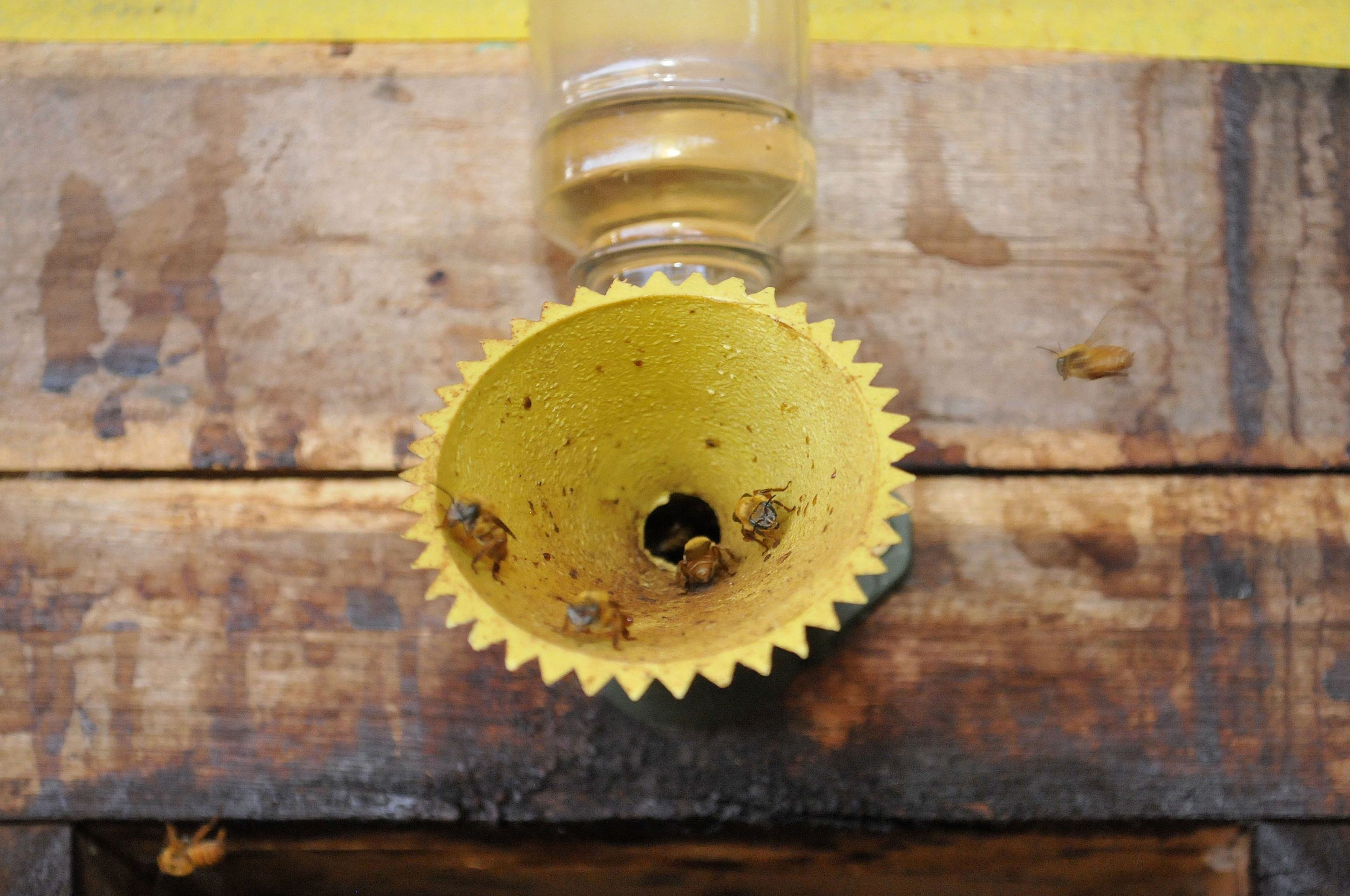 Abelhas uruaçus-amarelas, típicas do Cerrado, estão ameaçadas de extinção