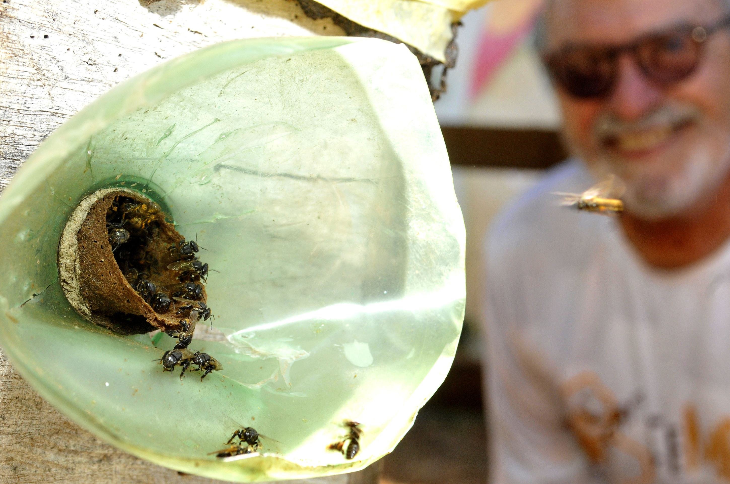  28/08/2025 Crédito: Marcelo Ferreira/CB/D.A Press. Brasil. Brasília - DF - Guardiões das abelhas ameaçadas de extinção do DF. Abelha Jataí.  Luiz Lustosa Vieira, presidente da federação de meliponicultores do DF e presidente do Instituto abelha nativa.