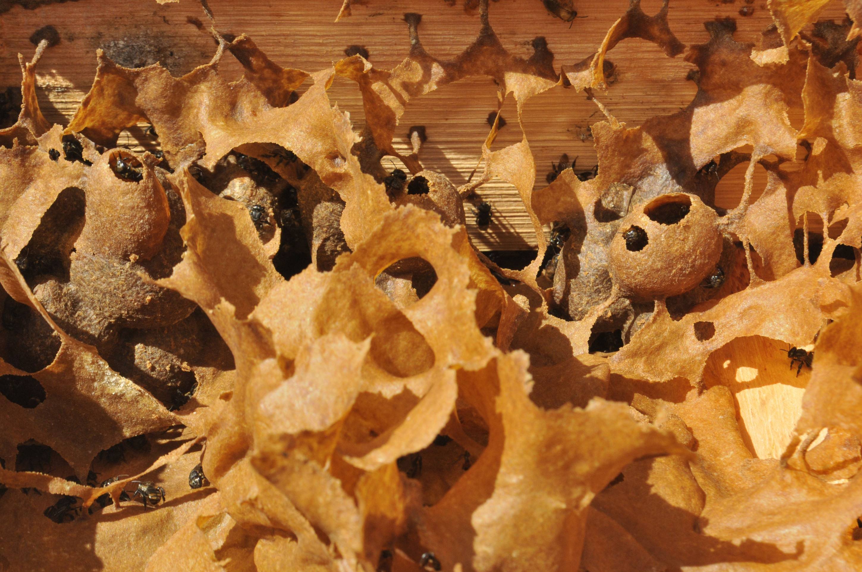  28/08/2025 Crédito: Marcelo Ferreira/CB/D.A Press. Brasil. Brasília - DF - Guardiões das abelhas ameaçadas de extinção do DF. Abelha Mandaguarí